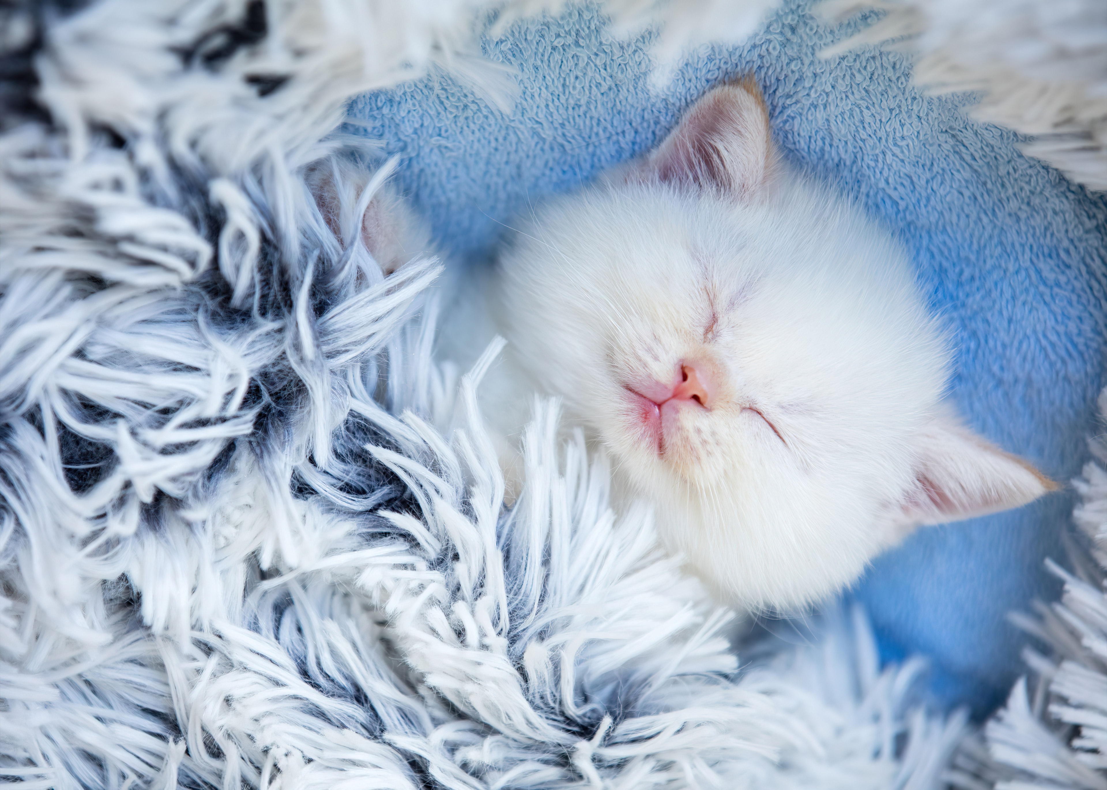 Красивый котенок во сне