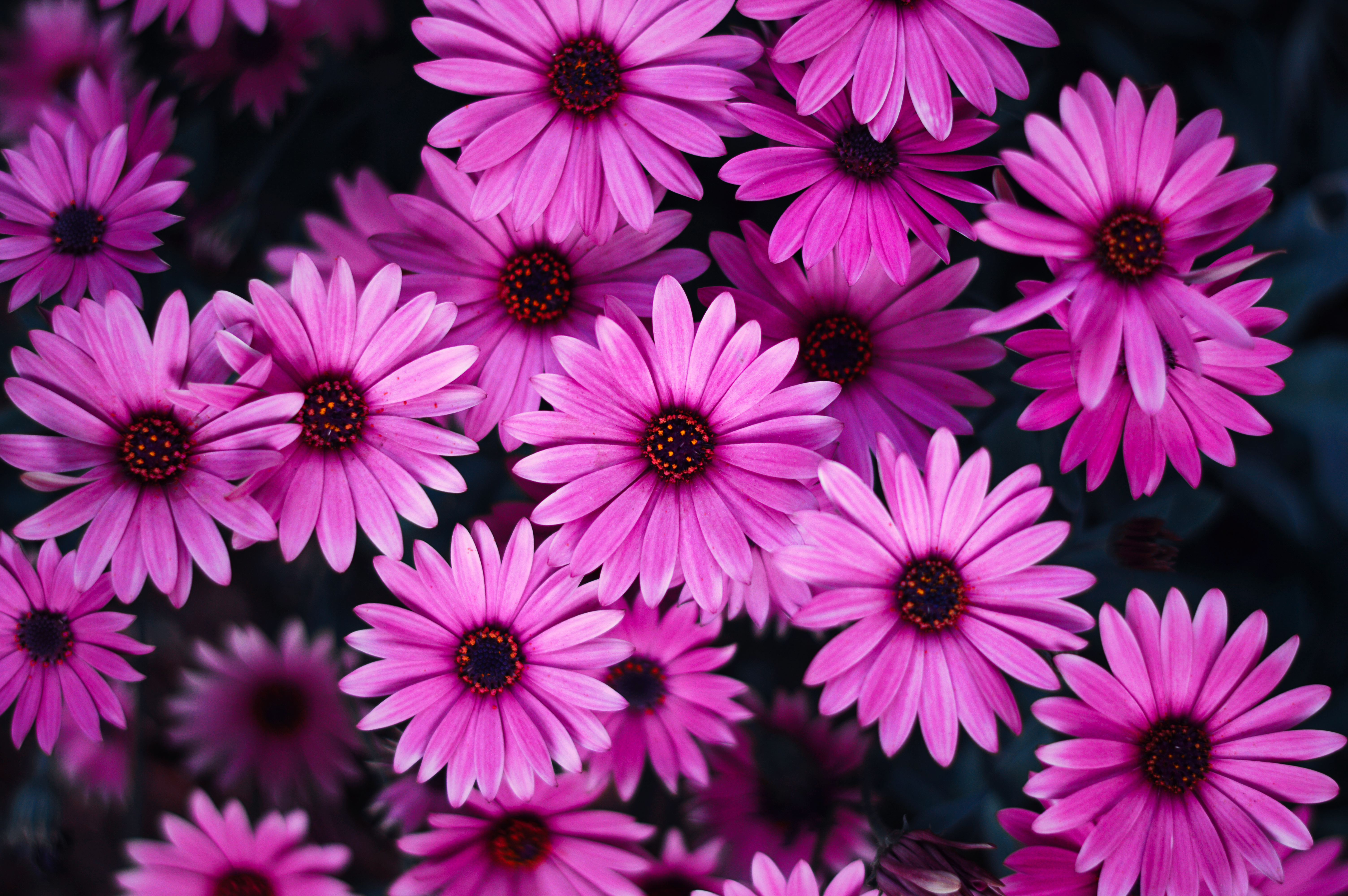 Free download Pink Daisy Backgrounds [1200x1200] for your Desktop, Mobile &  Tablet | Explore 57+ Pink Daisy Background | Daisy Wallpaper, Gerbera Daisy  Wallpaper, Pink Daisy Wallpaper