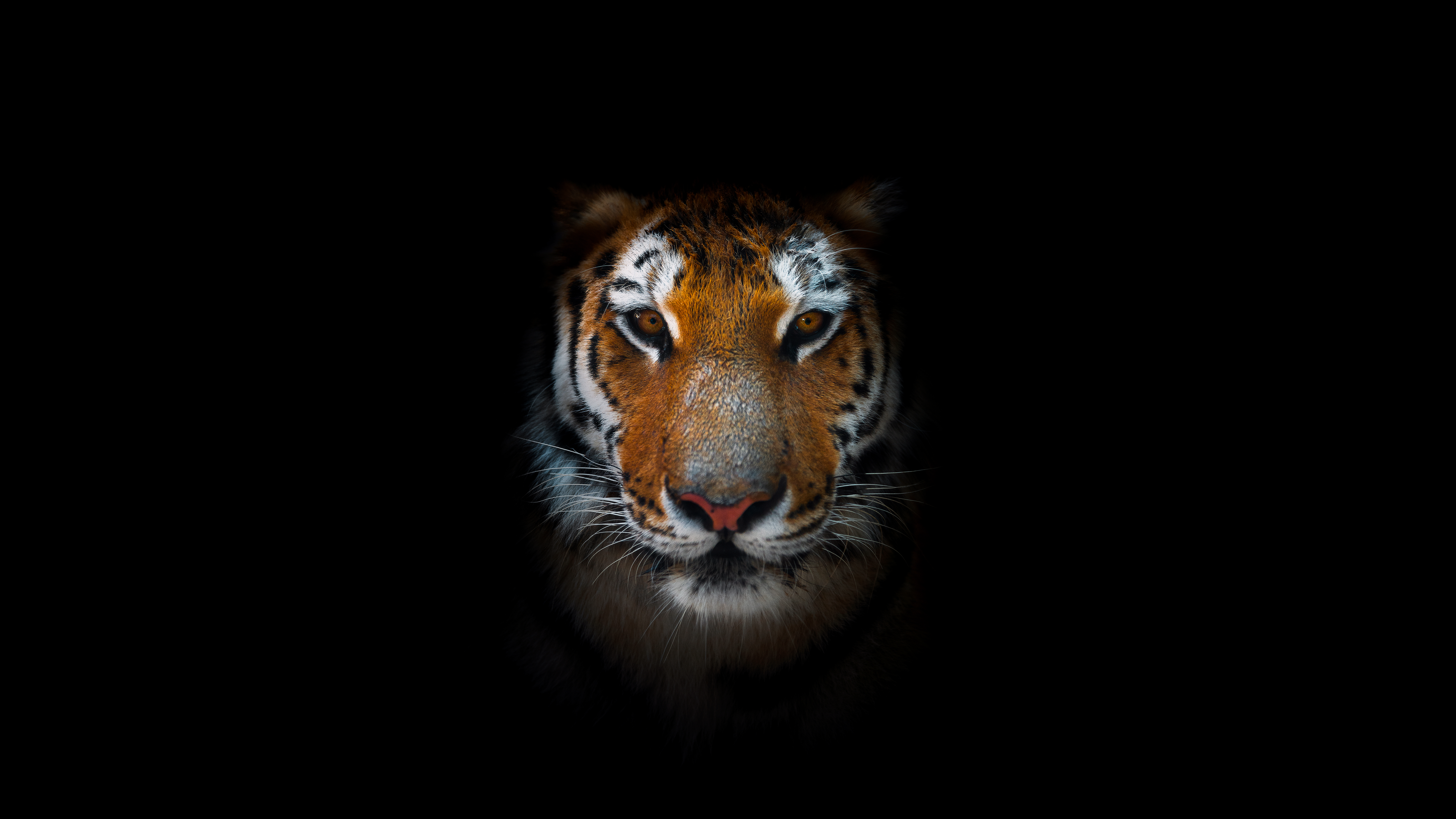Tiger Art Beige Wallpapers  Aesthetic Tiger Wallpapers for iPhone
