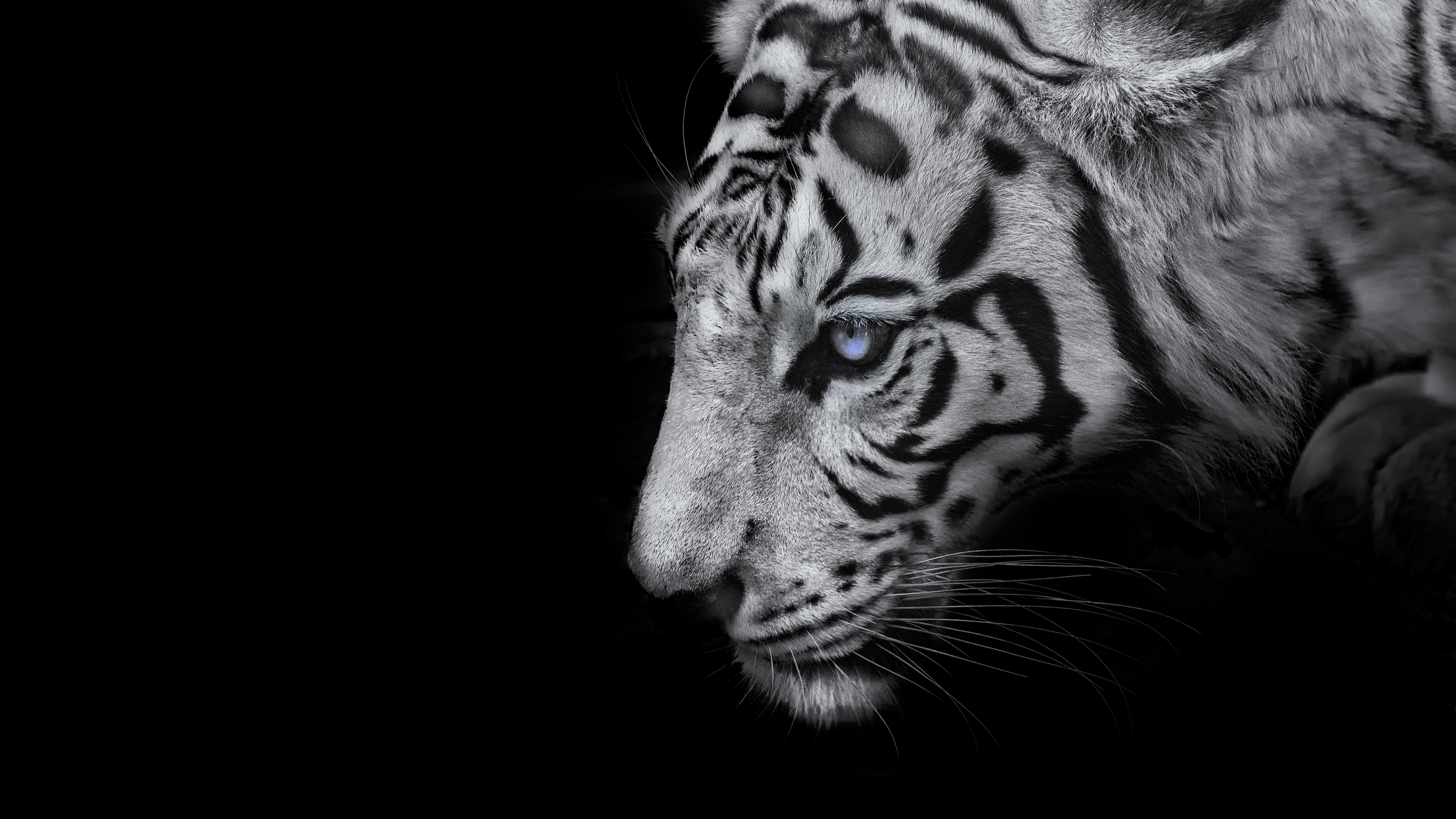 Download Magnificent White Tiger Iphone Wallpaper  Wallpaperscom