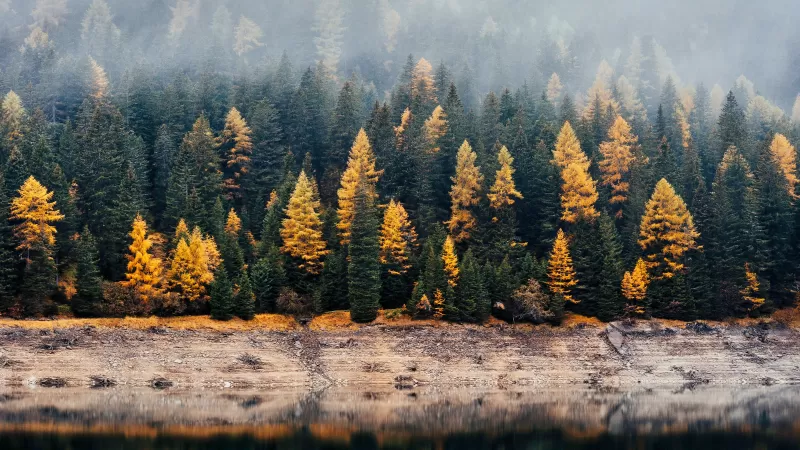 Forest, Woods, Autumn, Lake, Foggy, Mist, Fall, Reflection, 5K
