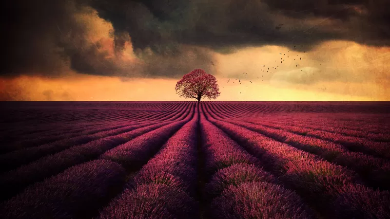 Lavender farm, Lone tree, Lavender fields, Cloudy