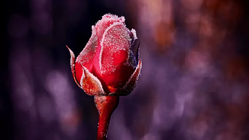 Frozen rose, Frozen flower, Rose bud, 5K, Bokeh Background