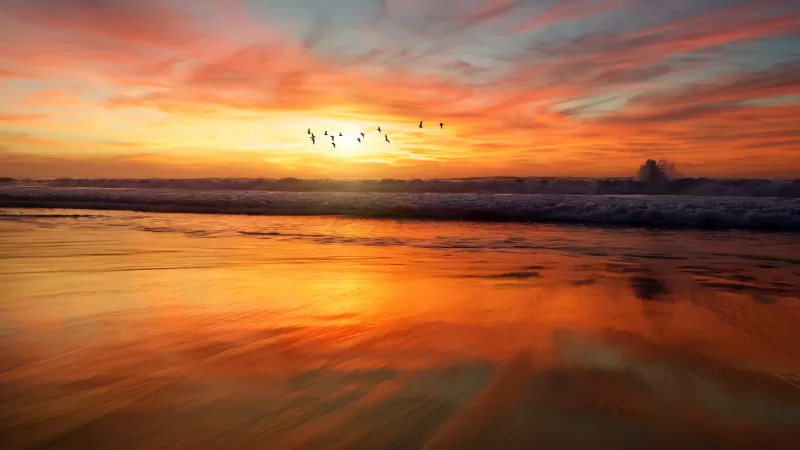 Beach, Sunset, Flying birds, Waves, 5K