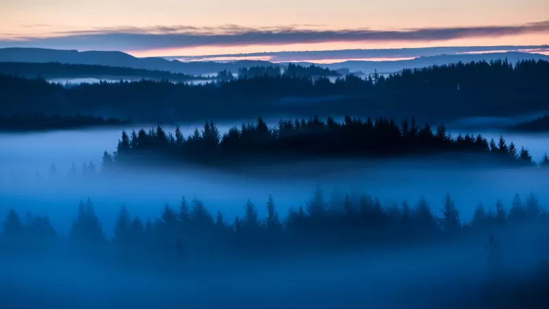 Misty forest at dawn wallpaper, Blue fog, Pine silhouettes