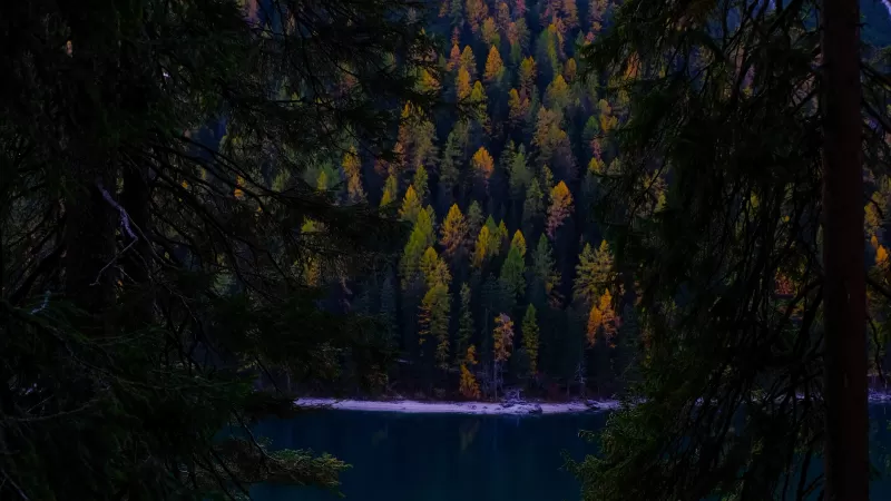 Lake, Forest, Wilderness, Pine trees, Cold, Evening