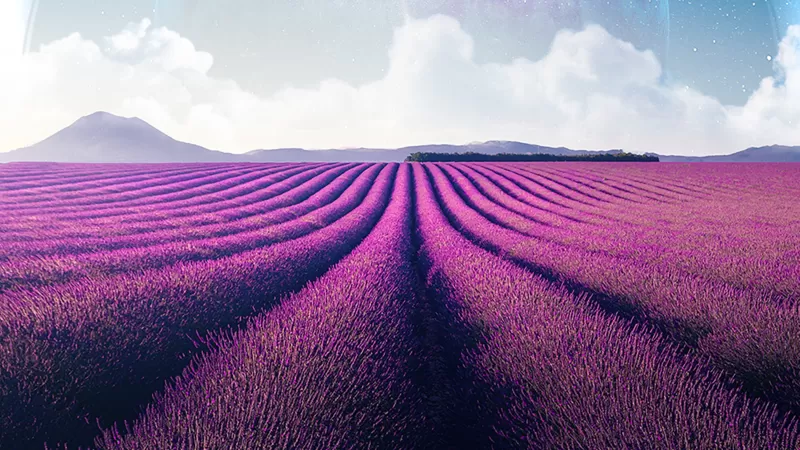 Lavender fields, Lavender farm, Landscape, Planet, Surreal, Aesthetic