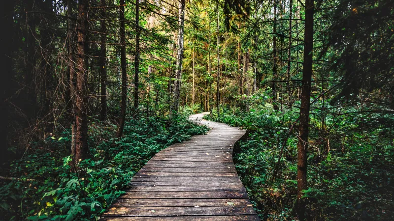 Forest wallpaper 5K, Pathway, Wooden path, Forest trail, Wilderness, Forest exploration, Nature trail, Enchanted Forest
