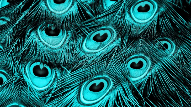 Peacock feathers, Turquoise background 4K