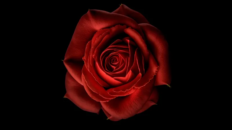 Red Rose, Red flower, Black background, 8K, 5K