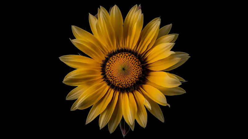 Sunflower, Yellow flower, Black background, 8K, 5K