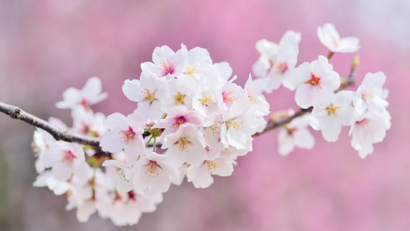 Cherry flowers, Cherry blossom, Spring, Pink flowers, 5K