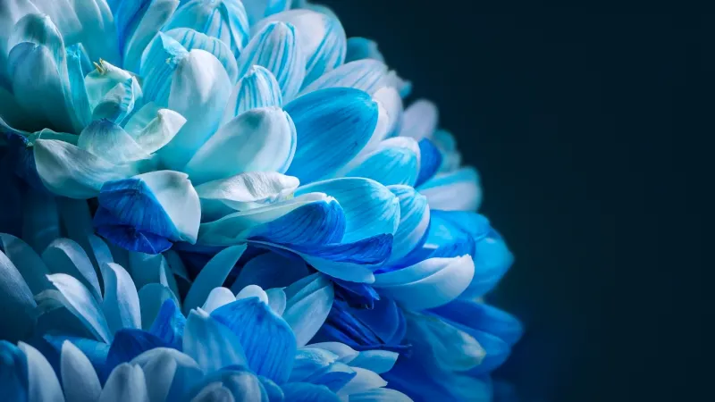 Blue flower, Teal, Black Pearl, Honor Magic VS, HD, Stock