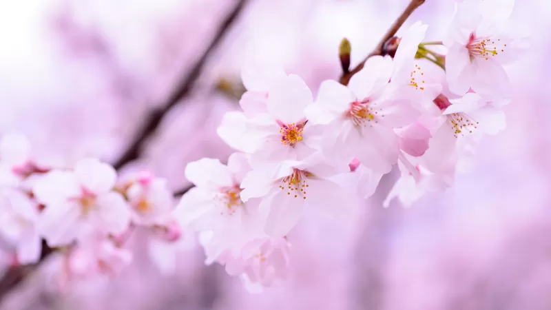 Cherry blossom, Cherry flowers, Spring, Pink flowers, Pink background, 5K