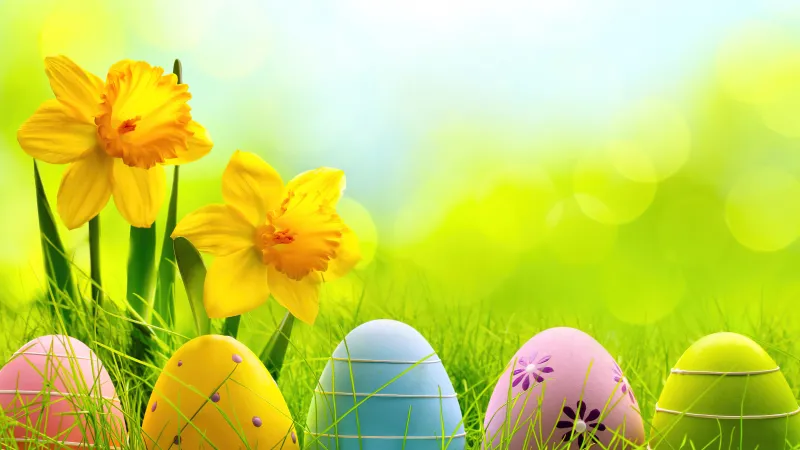 Easter eggs, Yellow flowers, Daffodils, 4K
