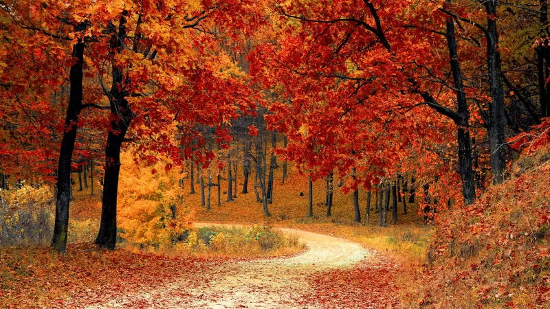 Autumn, Red leaves, Forest, Pathway, Scenery, Fall, Trees, Aesthetic