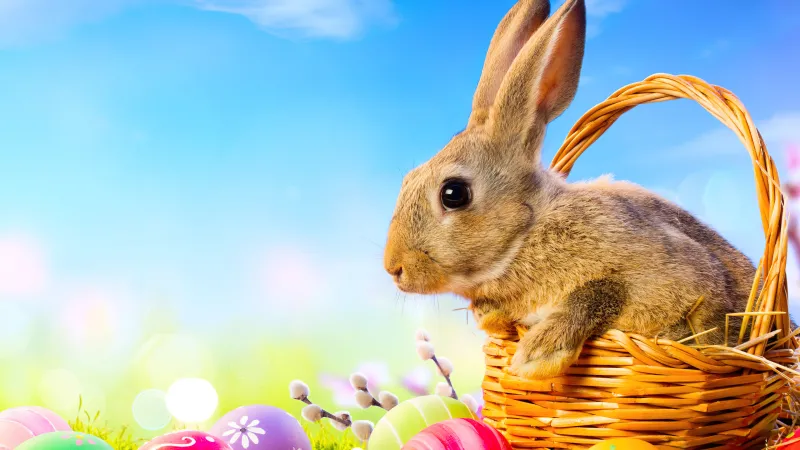 Easter eggs 4K, Easter Bunny