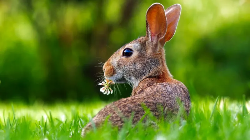 Easter Bunny, Rabbit, Green Grass