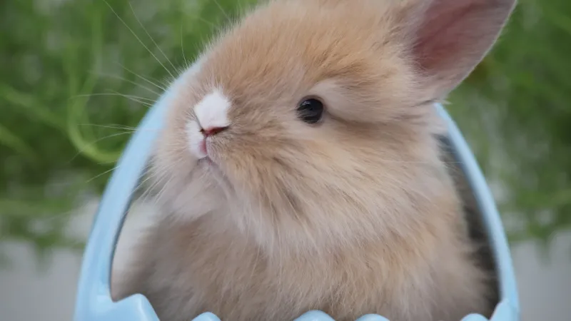 Cute easter bunny