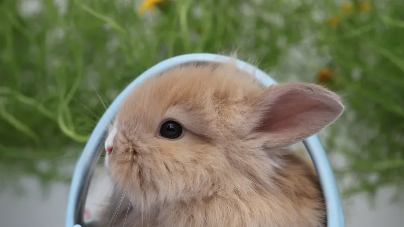Easter Bunny iPhone