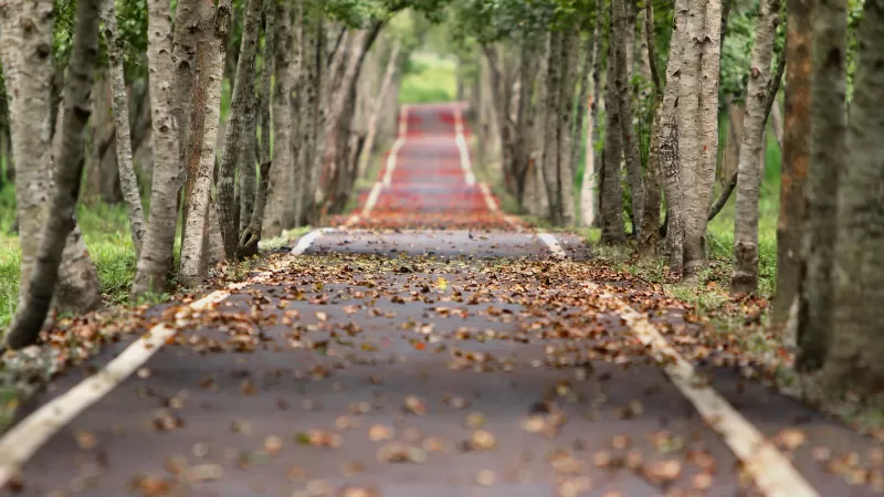 Autumn road wallpaper, Tree-lined avenue, Fallen leaves