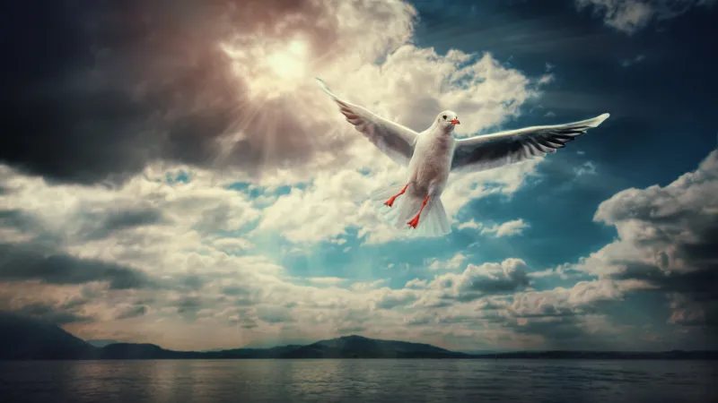 Seagull in flight wallpaper, Sun rays, Dramatic clouds