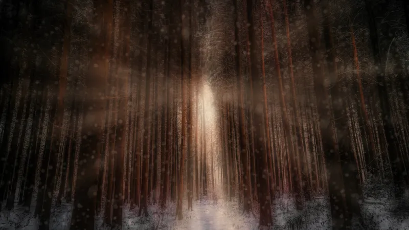 Winter forest, Snow, Sunlight, 5K