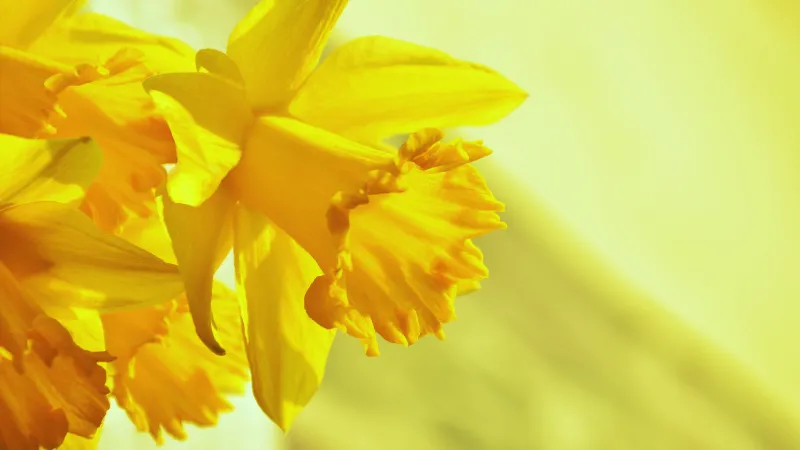 Daffodils, Yellow flowers, Yellow background, Blossom, 5K