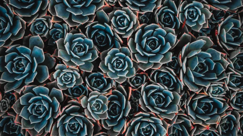 Echeveria succulents, Teal flowers, Pattern, 5K wallpaper