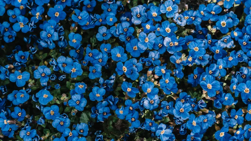 Blue flowers, Flower garden, Blossom, Spring, 5K