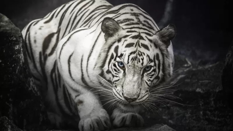 White Bengal Tiger, Monochrome, Rocks, Starring, White tiger