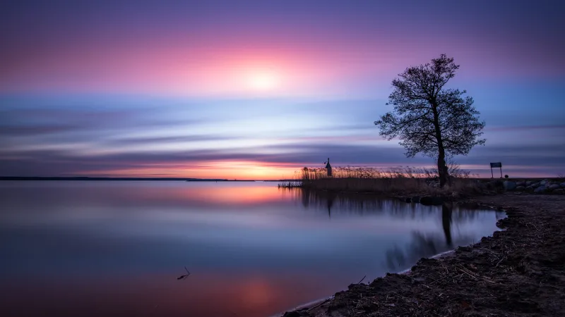 Lone tree wallpaper, Lake Roxen, Pastel sunrise