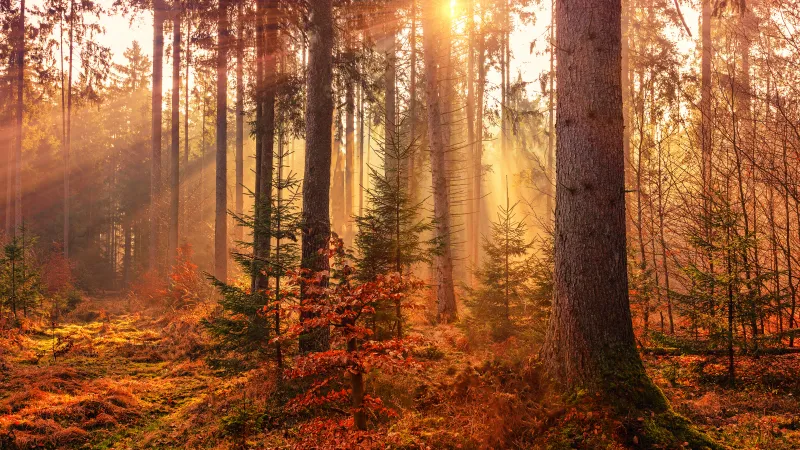 Forest, Autumn, Fall, Sunlight