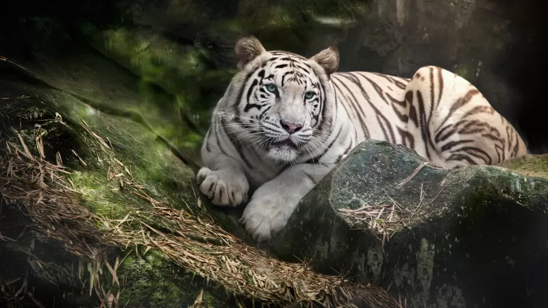 White Bengal Tiger, Zoo, White tiger, Wild