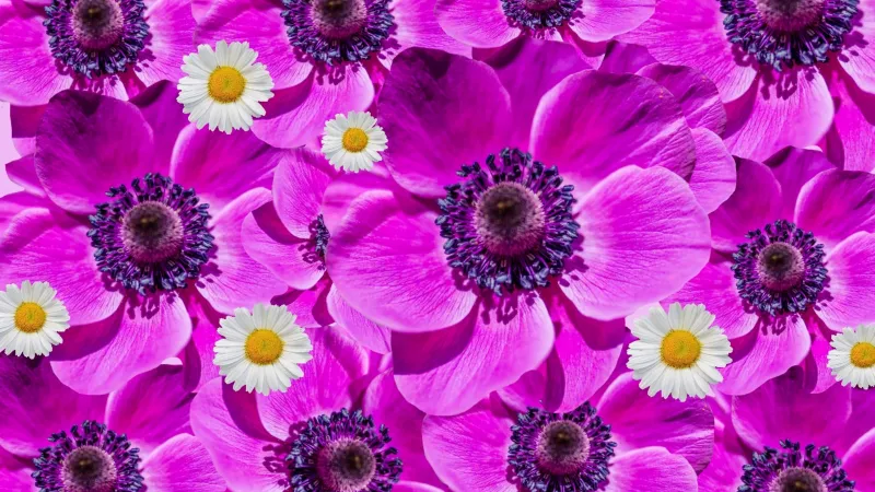 Anemones and daisies, Magenta flowers, Floral collage, HD wallpaper