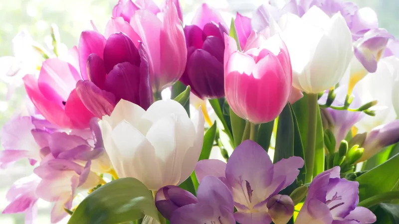 Tulips, Crocus flowers, Colorful, Bouquet, 5K