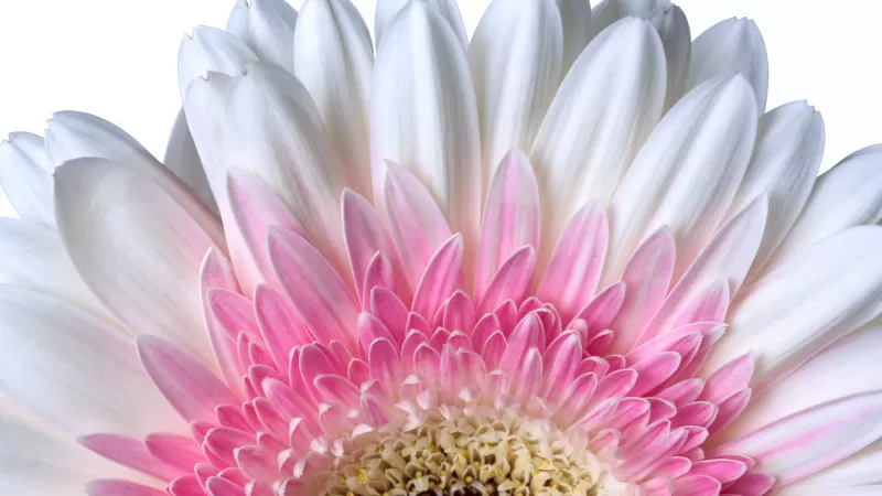 Gerbera Daisy, Daisy flower, White flower, White background, 5K