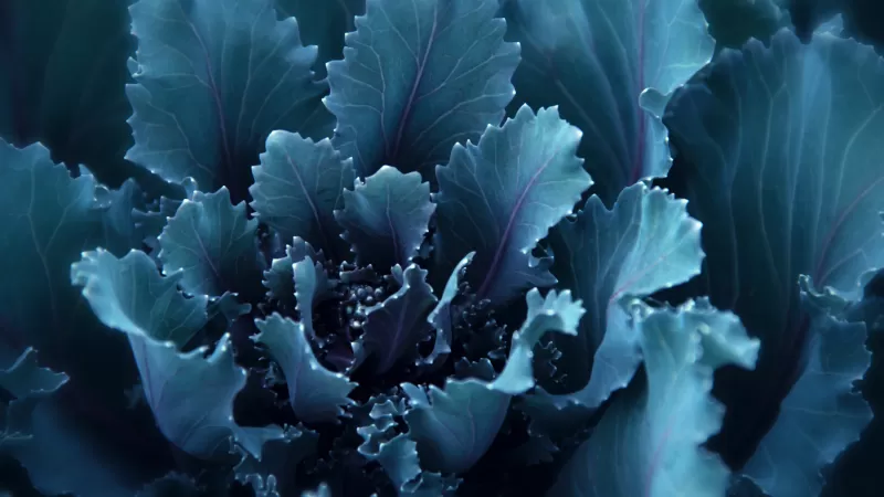 Blue flower, Bloom, Petals