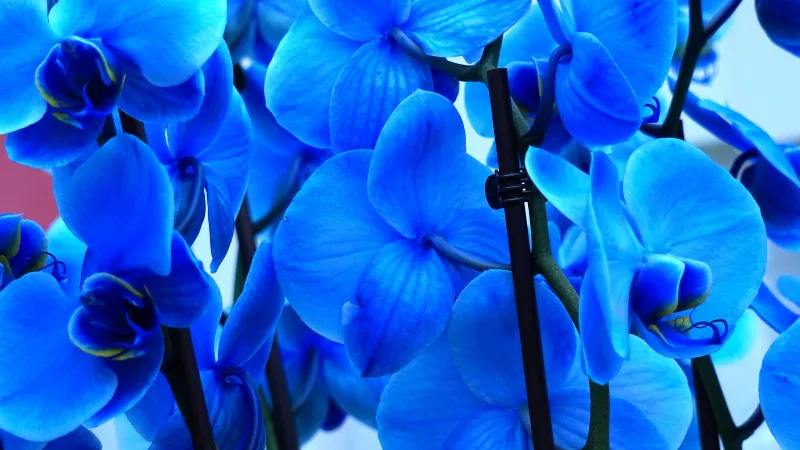 Blue orchids wallpaper, Phalaenopsis, Vivid blue