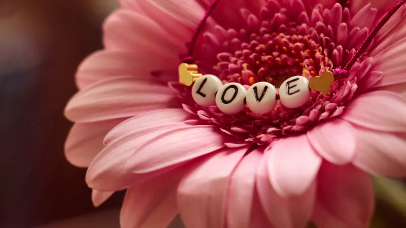 Love beads on gerbera, Pink flower, Macro, 5K wallpaper