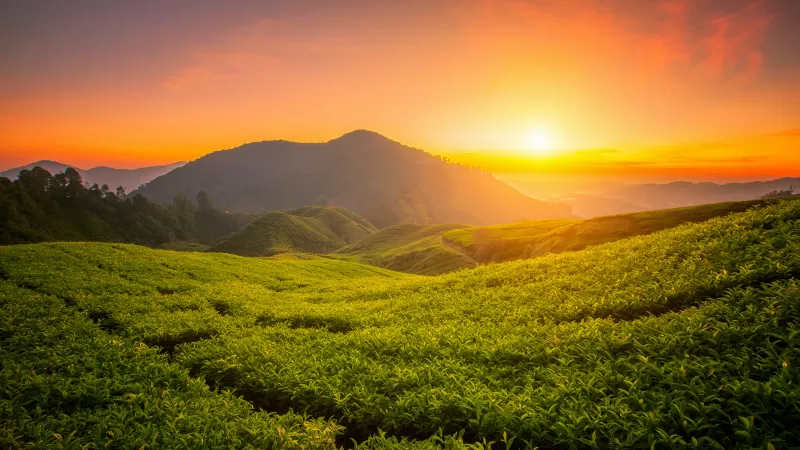 Tea form, Cameron Highlands, Sunrise, Landscape, Hills, Agriculture, Malaysia, Aesthetic, 5K