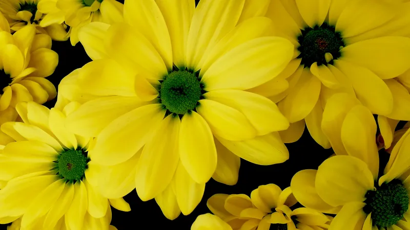Yellow chrysanthemums wallpaper, Daisy flowers, Dark background