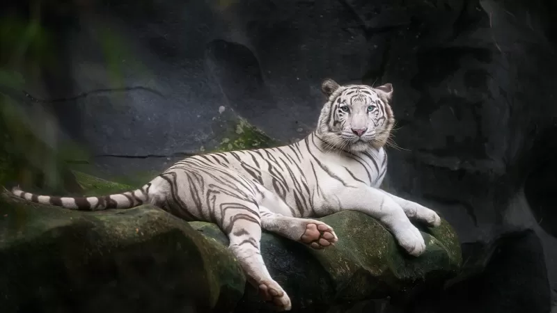 White Bengal Tiger, Zoo, Cave, White tiger, Wild, 5K
