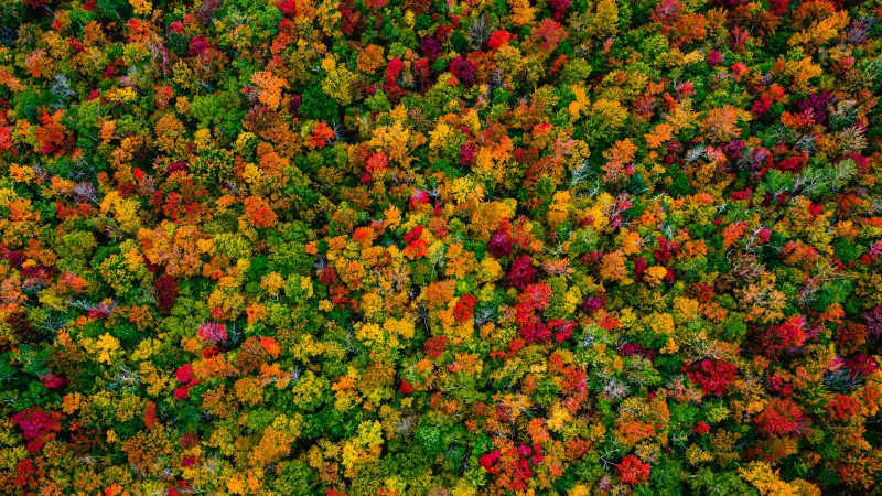Autumn Forest Maple trees, Aerial view, 5K