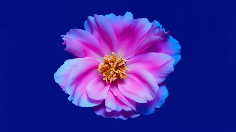 Pink peony, Blue background, Flower, 8K wallpaper