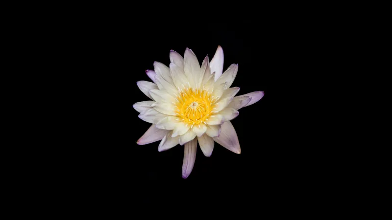 Water lily, Black background 8K