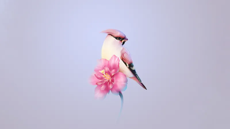 Bohemian waxwing HD wallpaper, Huawei Mate X3, Stock