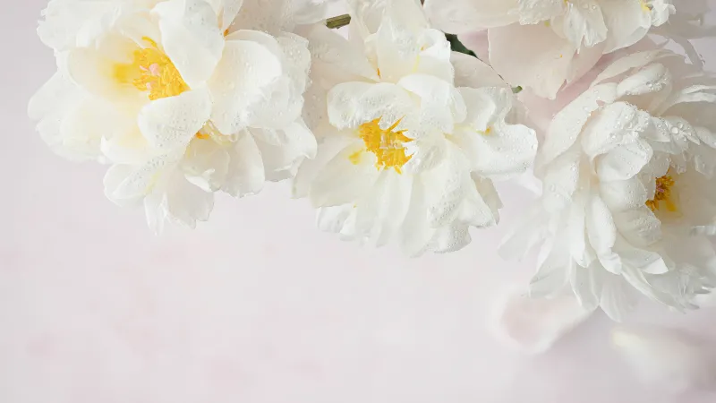 Peony flowers, White peonies, White flowers, White background, 5K