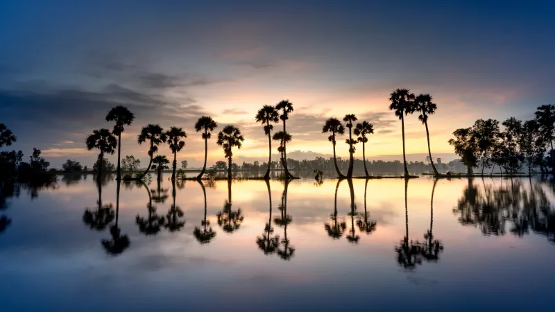 Palm tree reflections, Lake at dusk, Silhouettes, 8K wallpaper
