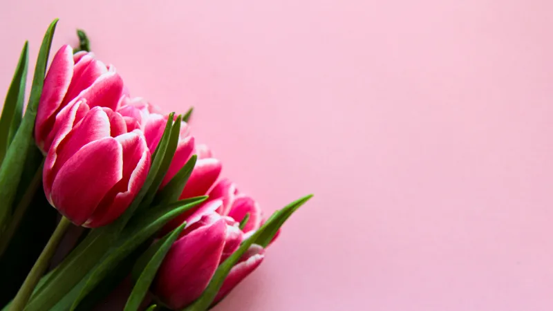 Pink tulips wallpaper, Pastel pink background, Bouquet